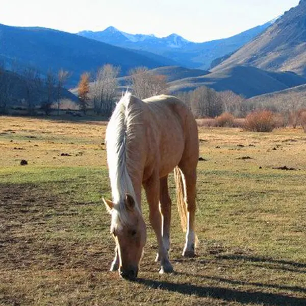 Challis Creek Ranch