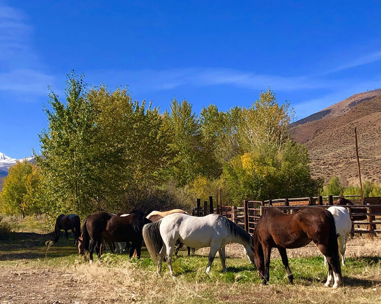 Challis Creek Ranch