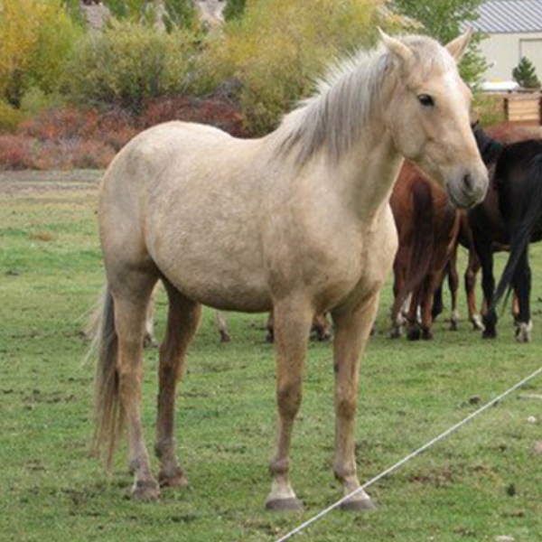 Challis Creek Ranch