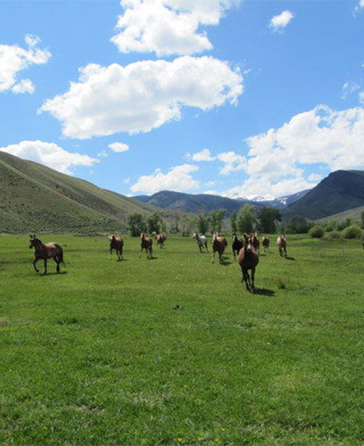 Challis Creek Ranch