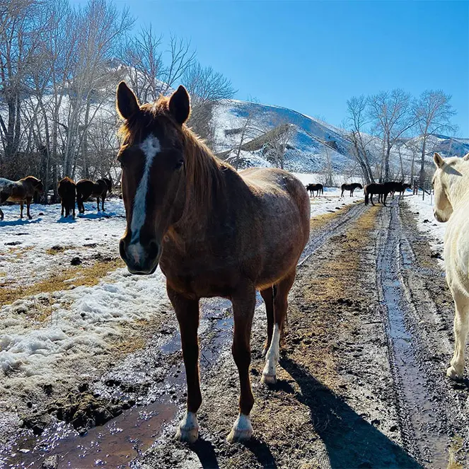 Challis Creek Ranch