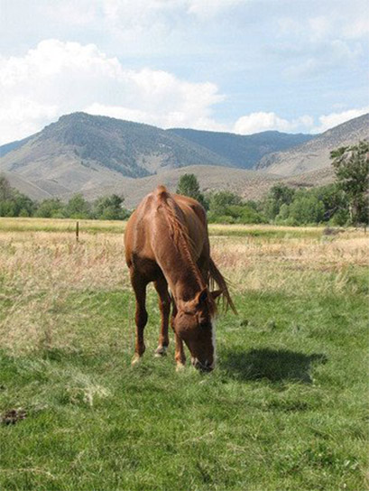 Challis Creek Ranch