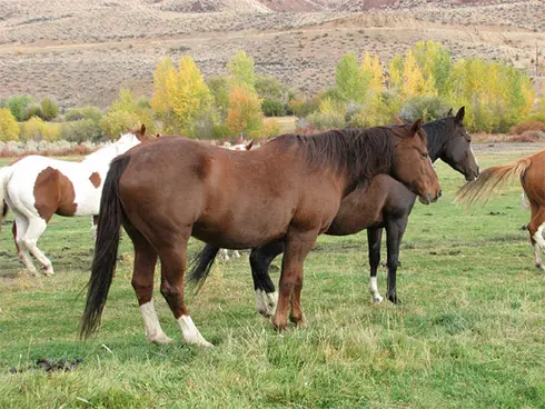 Challis Creek Ranch