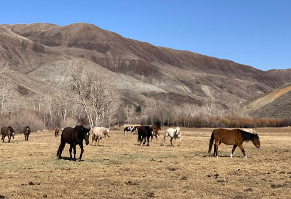 Challis Creek Ranch